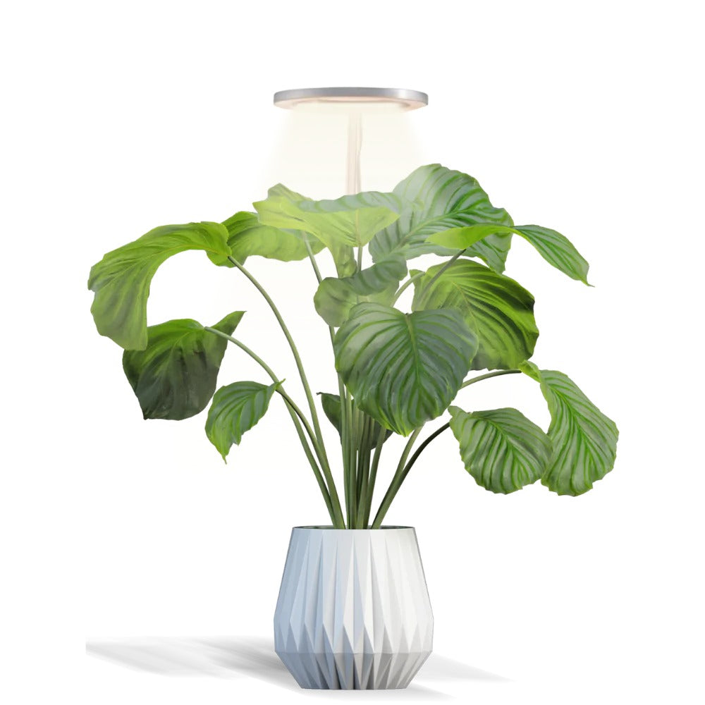 Plant lamp with Timer & Adjustable Height